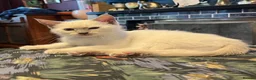 Oriental cats for sale: 7 RAGDOLL/SIAMESE KITTENS  - Advert 37
