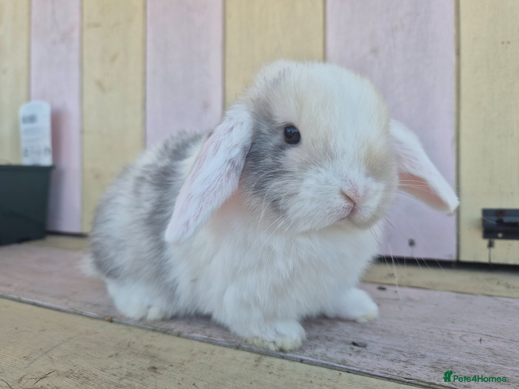 Mini Lop rabbits 🧡Gorgeous and friendly mini lop girl🧡 - Advert 1