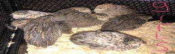 Quail poultry for sale: QUAILS EGGS/CHINESE PAINTED BUTTONS ! - Advert 23