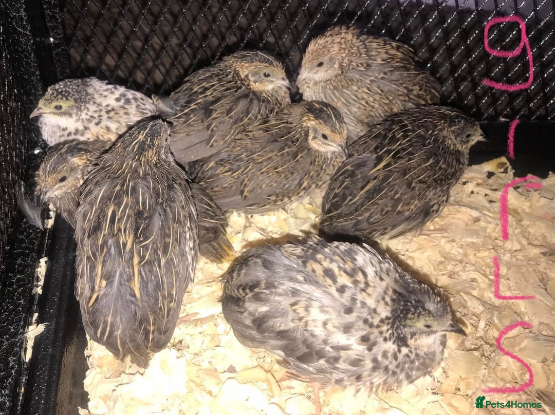 Quail poultry for sale: QUAILS EGGS/CHINESE PAINTED BUTTONS ! - Image 23