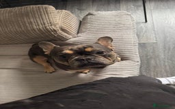 French Bulldog dogs for sale: French bull dog  - Image 1