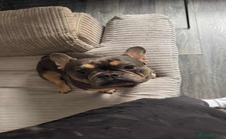 French Bulldog dogs - Advert 6