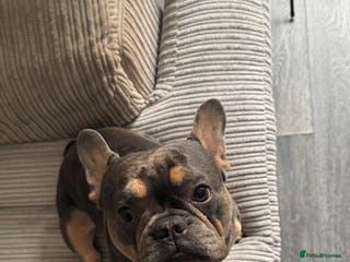 French Bulldog dogs French bull dog - Advert 13