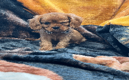 Cavalier King Charles Spaniel dogs for sale: Ruby Red Cavalier puppies ready for new homes ❤️ - Image 5