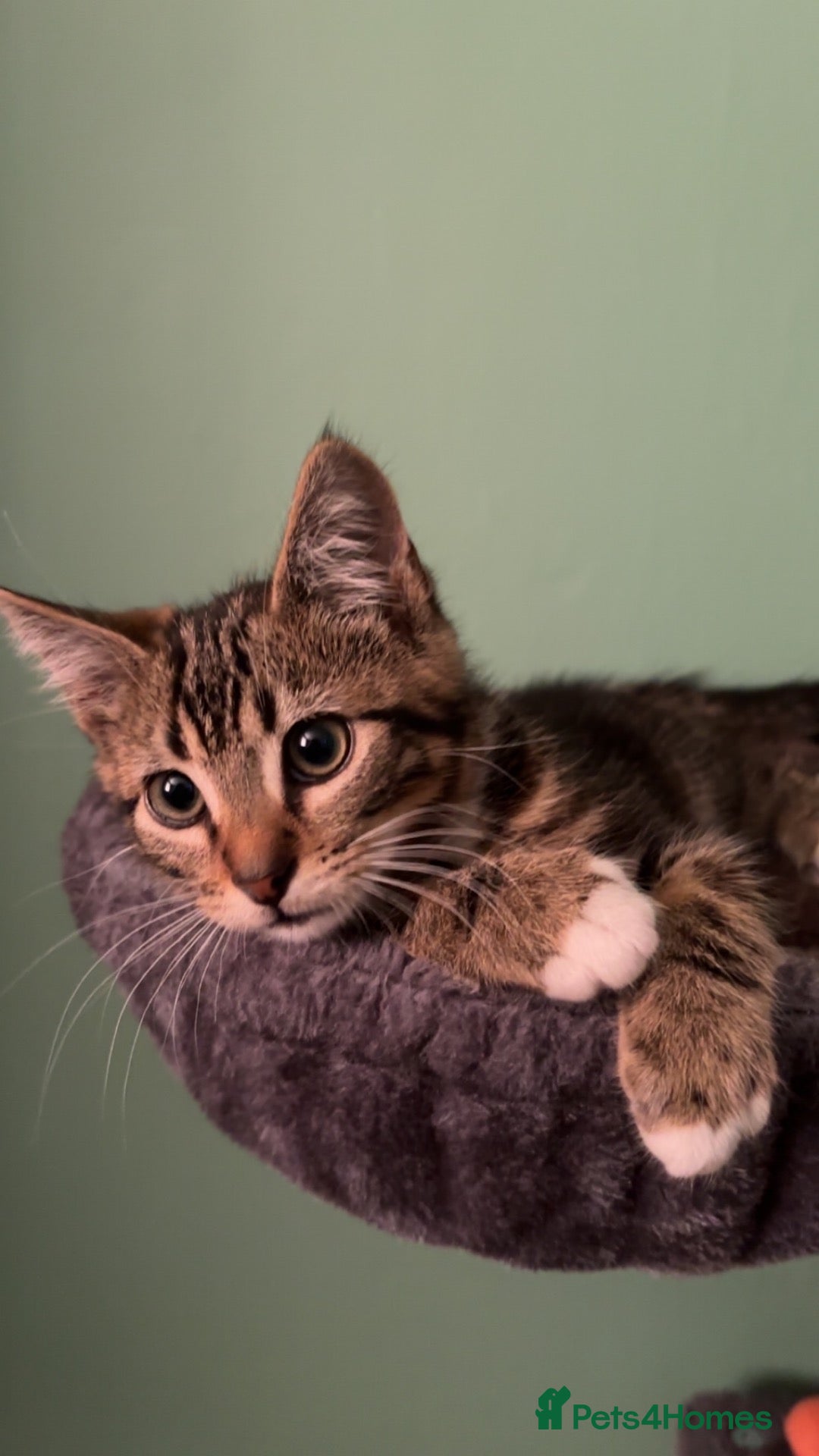 Domestic Shorthair cats loving cat  - Advert 1