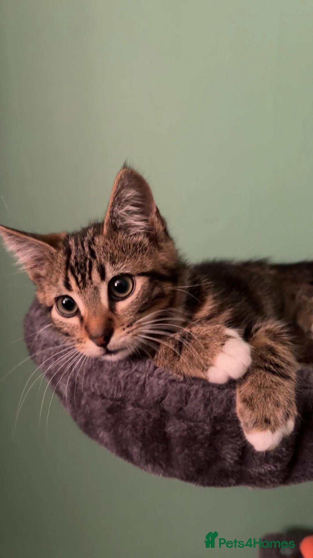 Domestic Shorthair cats for sale: loving cat  in Knaresborough - Advert 1