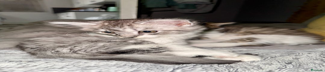 Norwegian Forest Cat Kitten 3