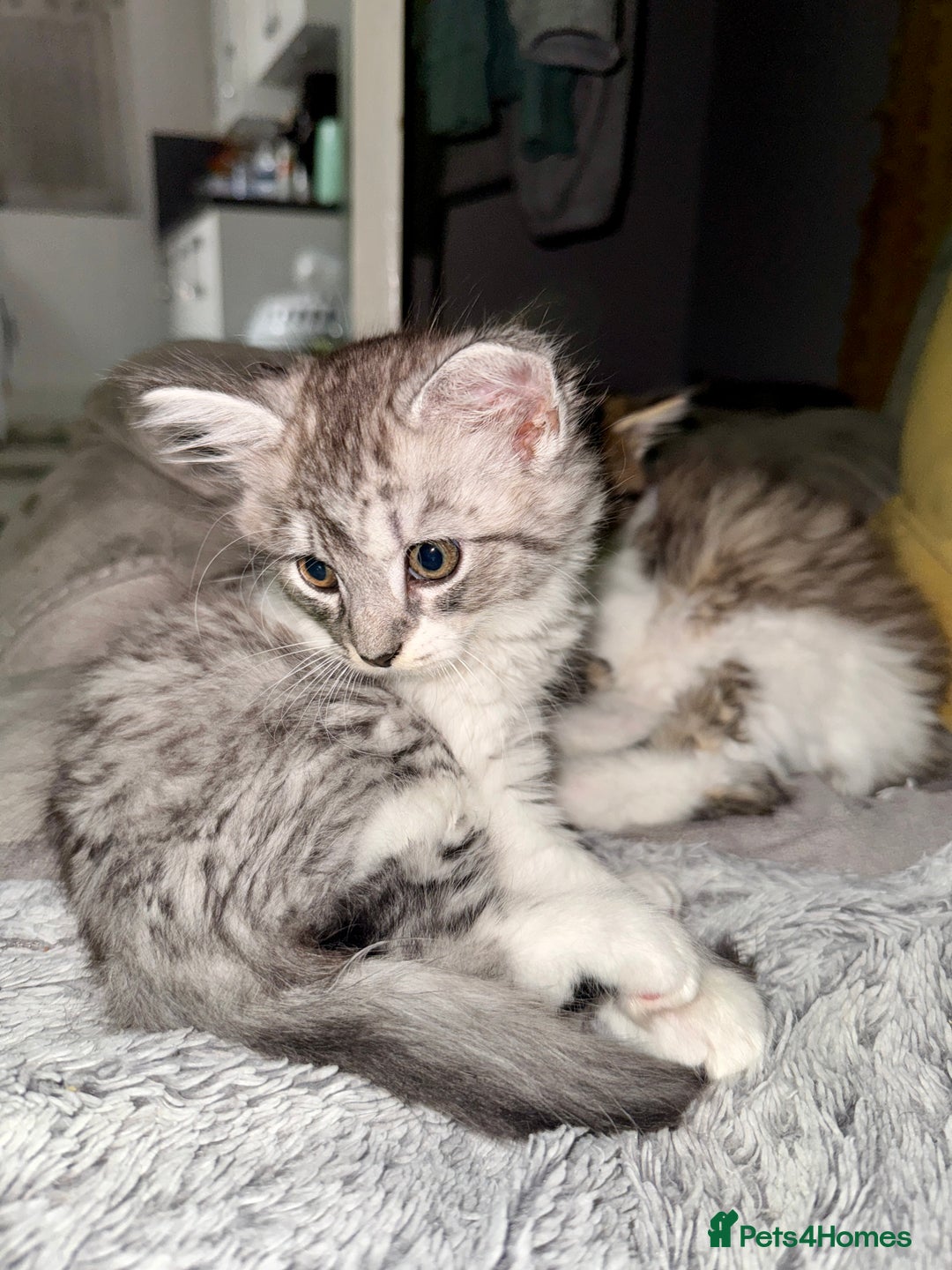 Norwegian Forest Cat cats for sale: Gorgeous Kittens Ready for Their Forever Homes 🐾 - Advert 8