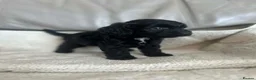 Cockapoo dogs for sale: Our beautiful cockapoo puppies - Advert 7