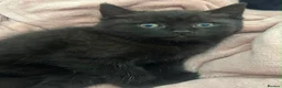 British Shorthair cats for sale: Ready now chunky black girl BSH kitten available  - Advert 3