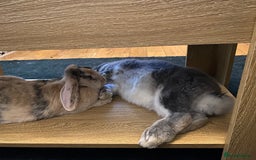 French Lop rabbits for sale: Bonded pair 2 lops - Image 3