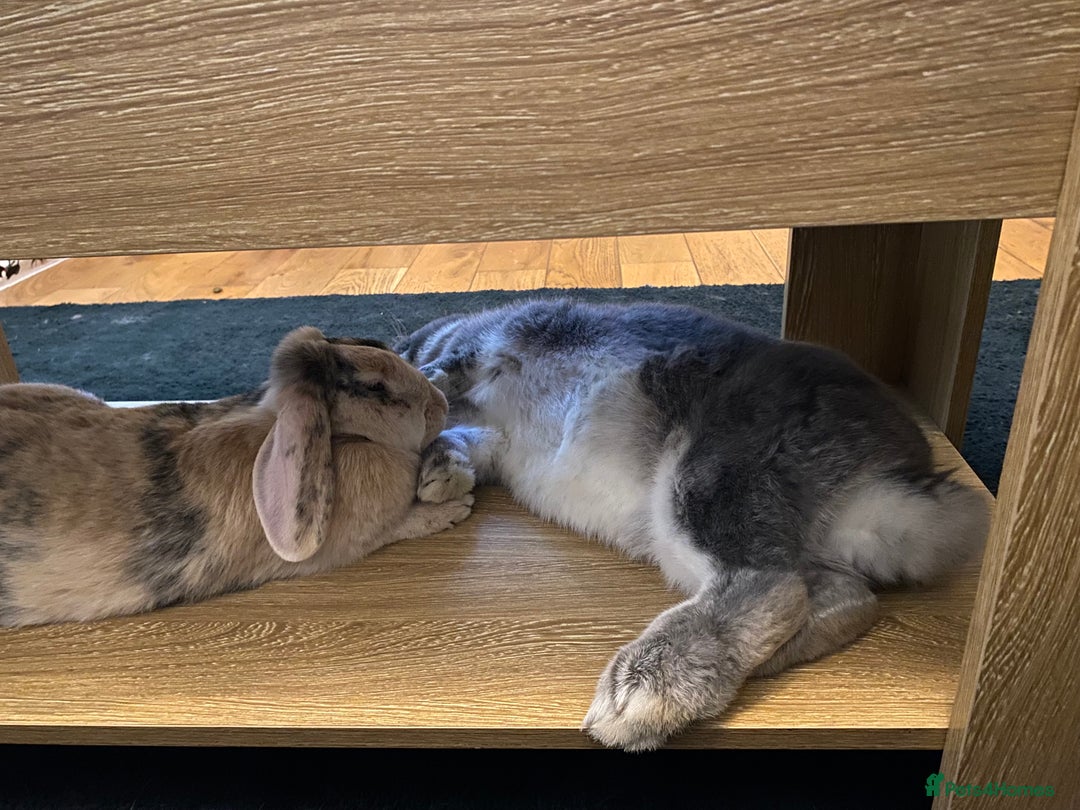 French Lop rabbits for sale: Bonded pair 2 lops - Image 3