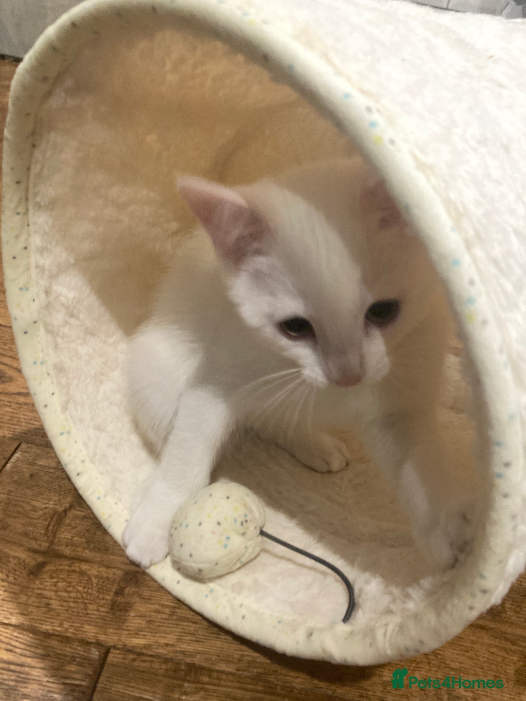 Turkish Van cats for sale: Gorgeous Turkish Van Kittens - Advert 18