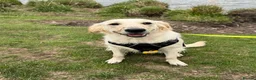Golden Retriever dogs for sale: 7 gorgeous babies - Advert 9