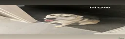 Siberian Husky dogs for sale: Such a beautiful boy!  - Advert 2