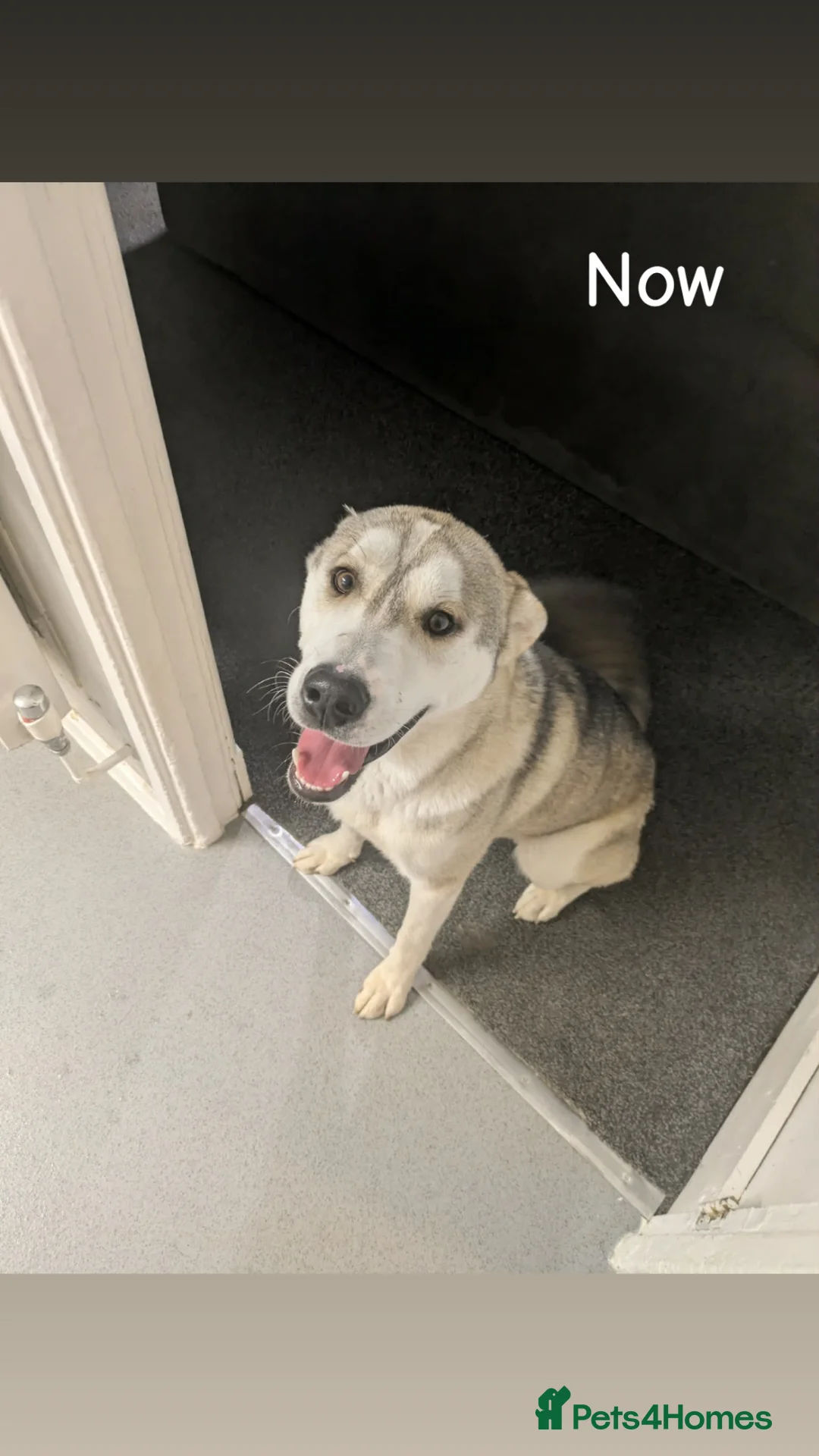 Siberian Husky dogs for sale: Such a beautiful boy!  - Advert 2