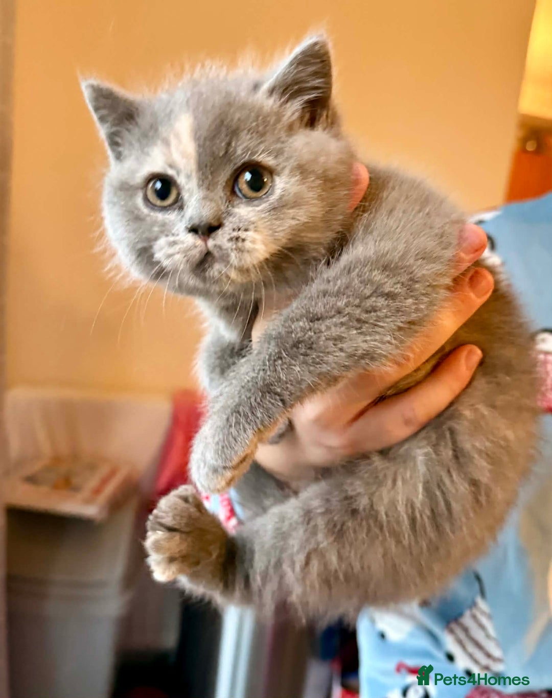 British Shorthair cats for sale: British Shorthair Kittens - Advert 18