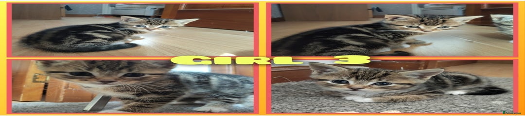 Mixed Breed Kitten 3
