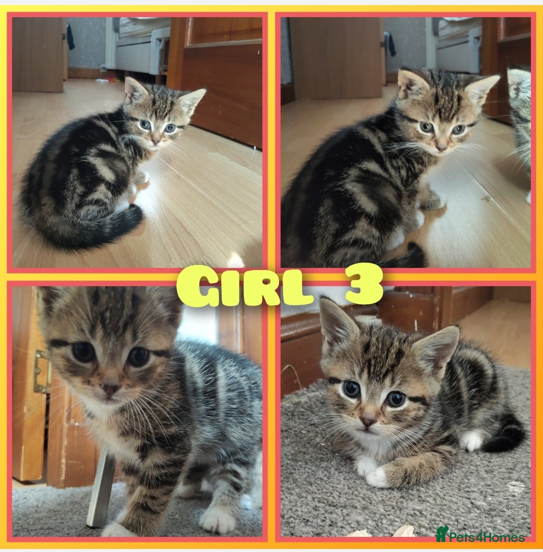 Mixed Breed cats for sale: 4 cute little female kittens for sale - Image 3