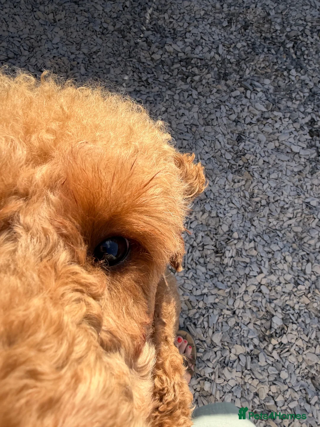Miniature Poodle dogs for sale: Rehoming due to ill health in Caernarfon - Advert 2