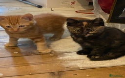 Mixed Breed cats for sale: Friendly kittens ginger boy and  torty girl - Image 4
