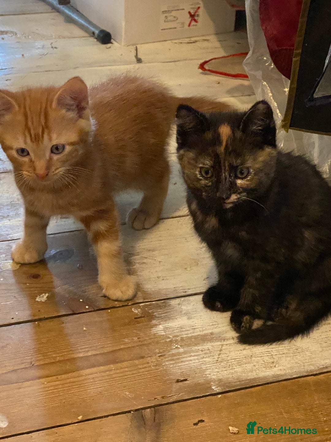 Mixed Breed cats for sale: Friendly kittens ginger boy and  torty girl - Image 4