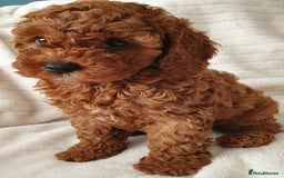Cavapoo dogs for sale: Cavapoo puppies - Image 2