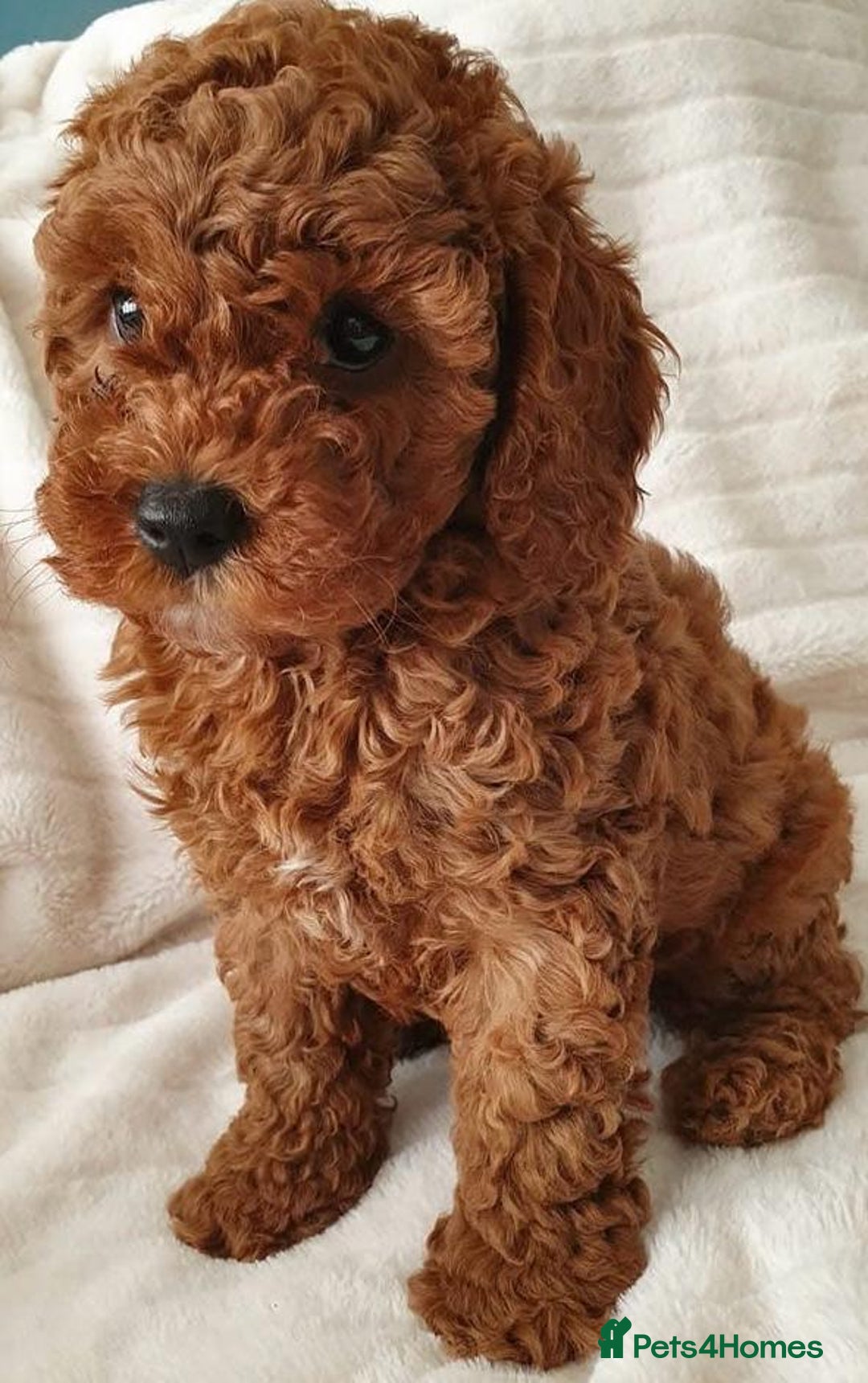 Cavapoo dogs for sale: Cavapoo puppies - Image 2