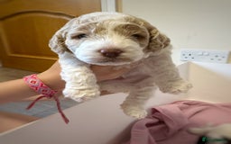 Cockapoo dogs for sale: Cockapoo Babies - Image 7