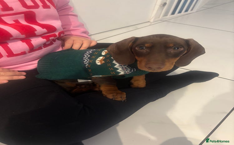 Dachshund dogs - Advert 12