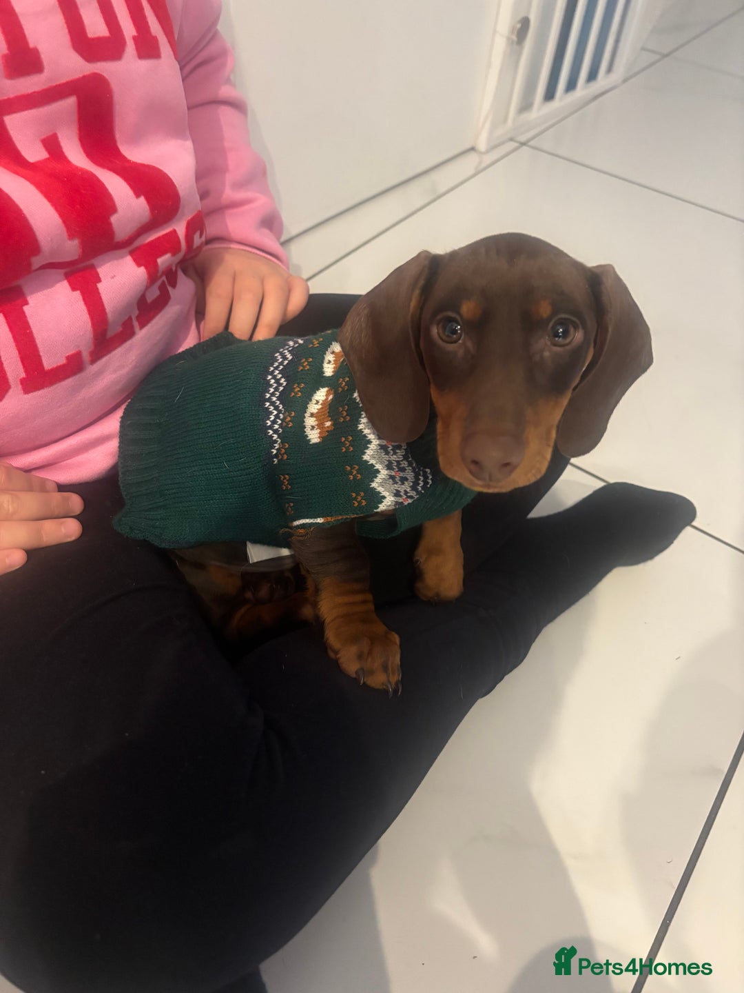 Dachshund dogs for sale: 14 week old male dachshund  - Image 1