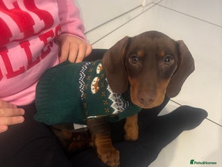 Dachshund dogs - Advert 1