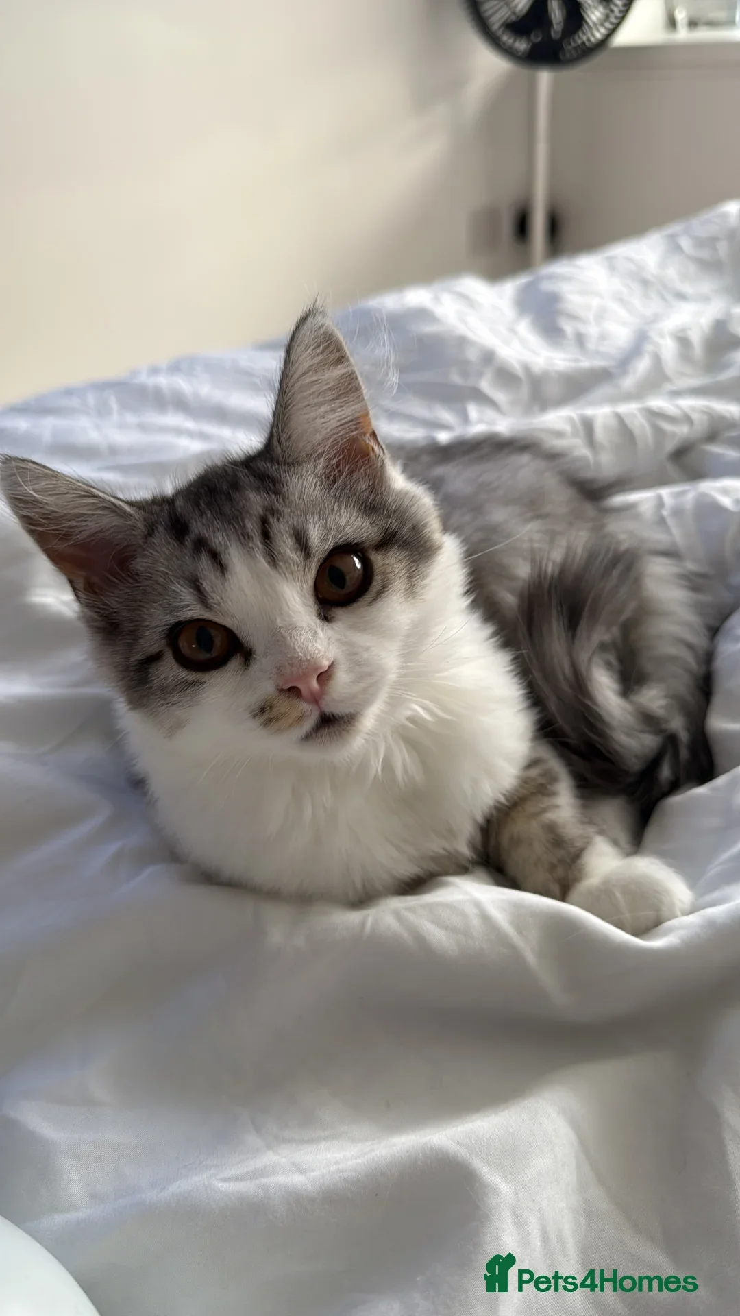 Munchkin cats for sale: Pedigree TICA Munchkin Kittens – Short Legs 🐈 - Image 18