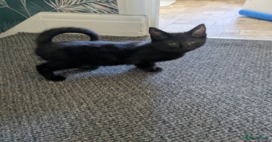 Domestic Shorthair cats - Advert 8
