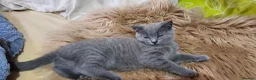 British Shorthair cats for sale: 4 lovely British shorthair kittens - Advert 11