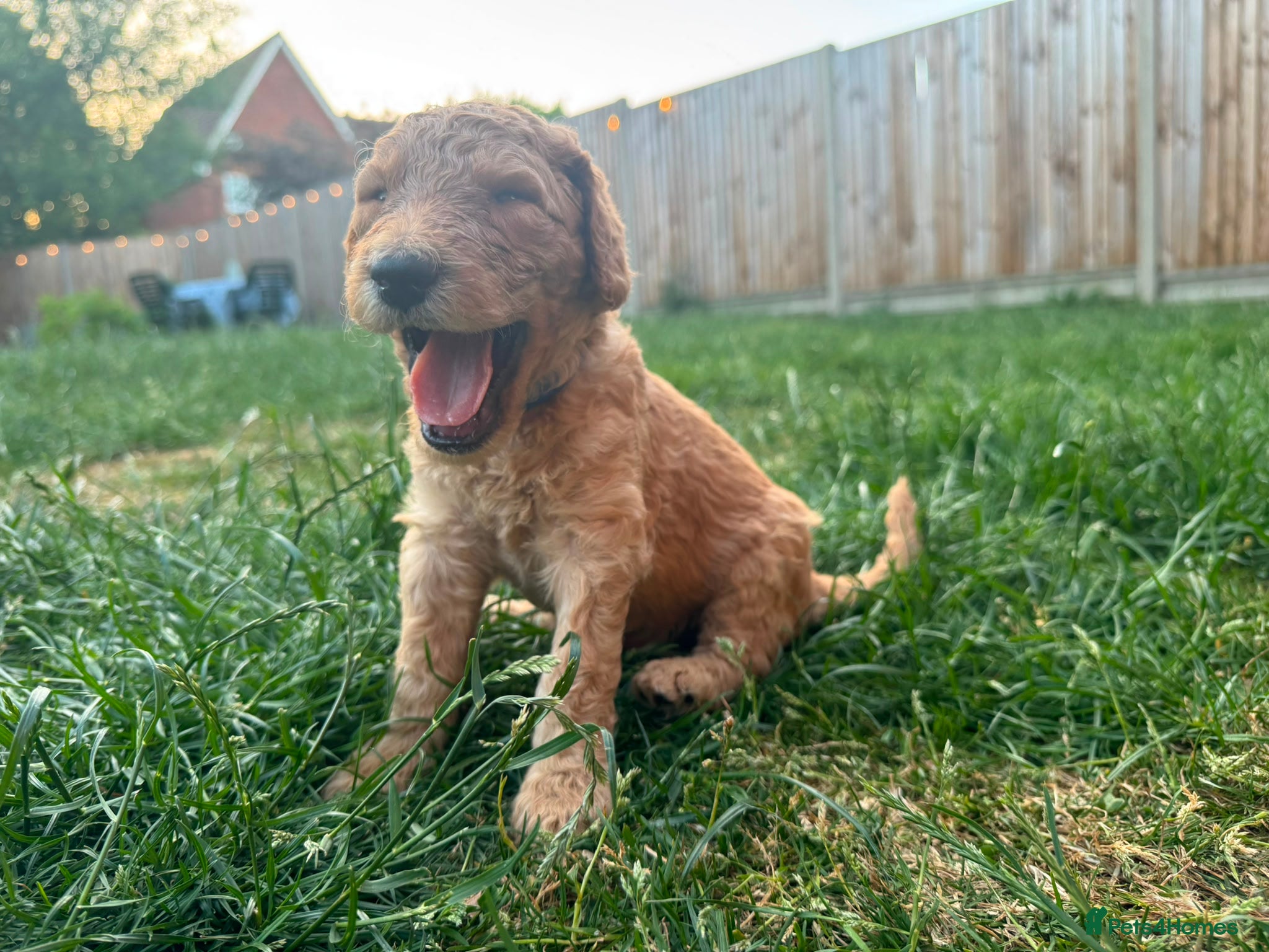 Goldendoodle dogs for sale: Stunning Goldendoodle Puppies in Herne Bay - Advert 26