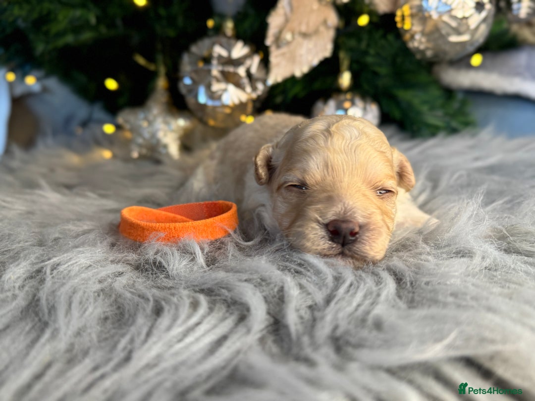 Cavapoo dogs for sale:  F1 poochons health tested parents 🐶 - Advert 21