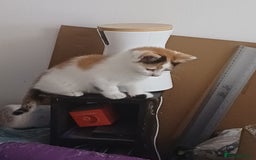 Mixed Breed cats for sale: Two calico kittens looking for their forever homes - Image 7