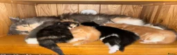 British Longhair cats for sale: British Longhair Cross Kittens – 5 Available - Advert 2