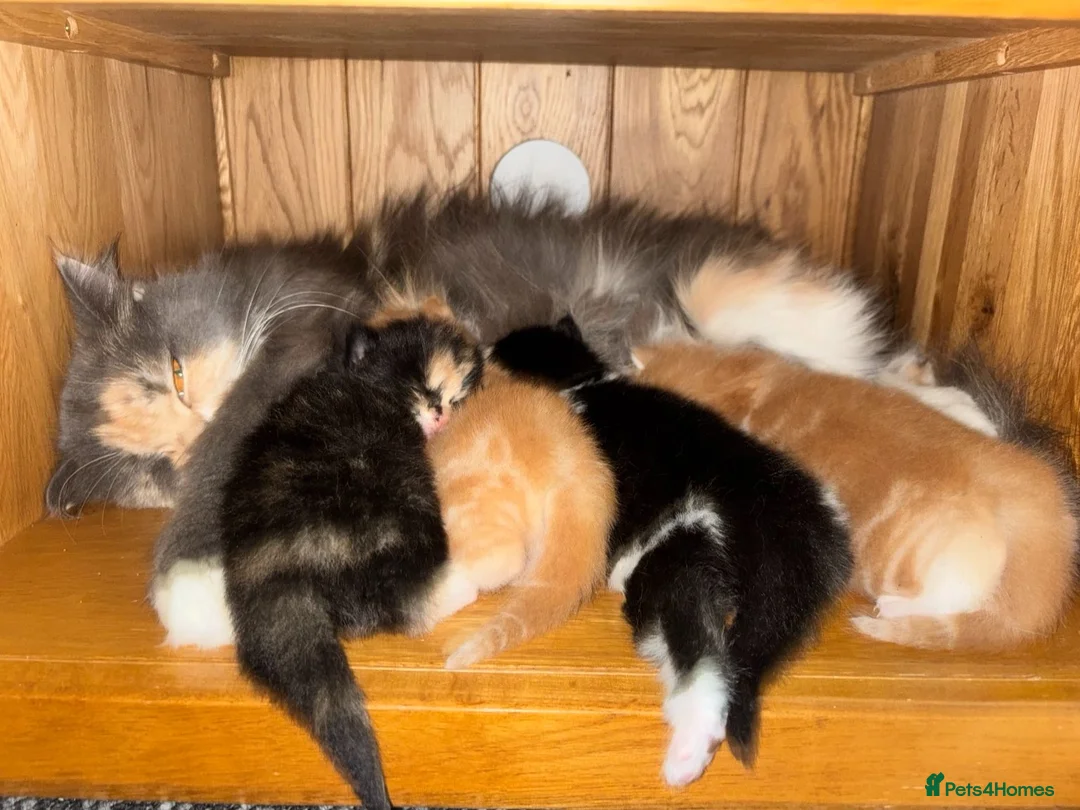 British Longhair cats for sale: British Longhair Cross Kittens – 5 Available - Advert 2