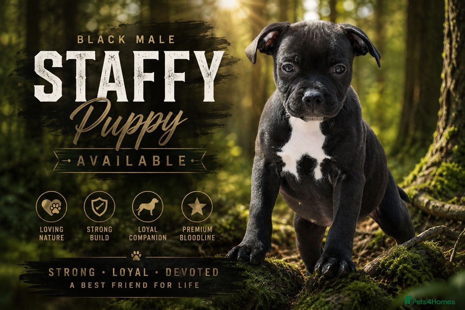 Staffordshire Bull Terrier dogs 24 years experience, 5⭐️rated licensed registered. - Advert 7