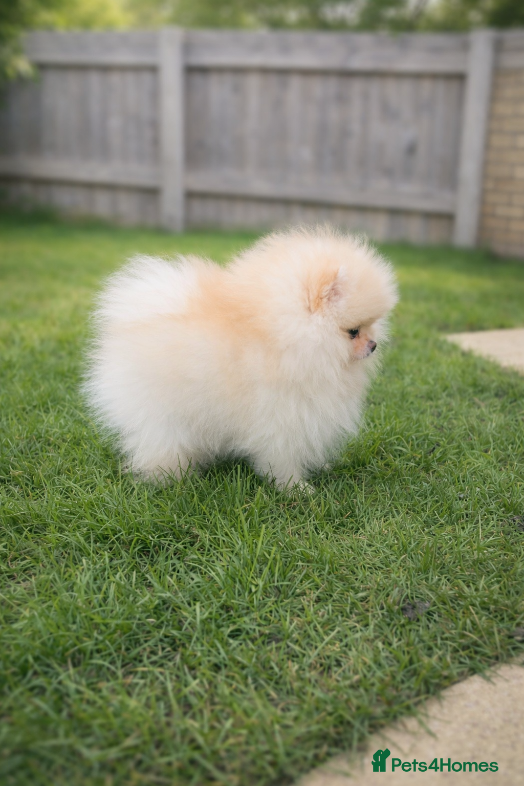 Pomeranian dogs Stunning KC Pomeranian puppies ✨ - Advert 4