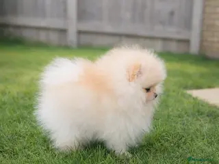 Pomeranian dogs Stunning KC Pomeranian puppies ✨ - Advert 4