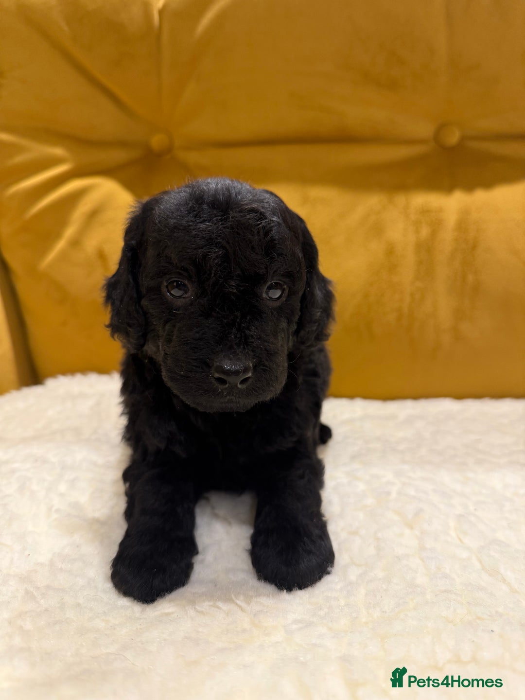 Cockapoo dogs for sale: cockapoos  - Advert 10