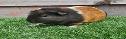 Guinea Pig rodents for sale: 3 beautiful tri guinea pigs - Advert 10