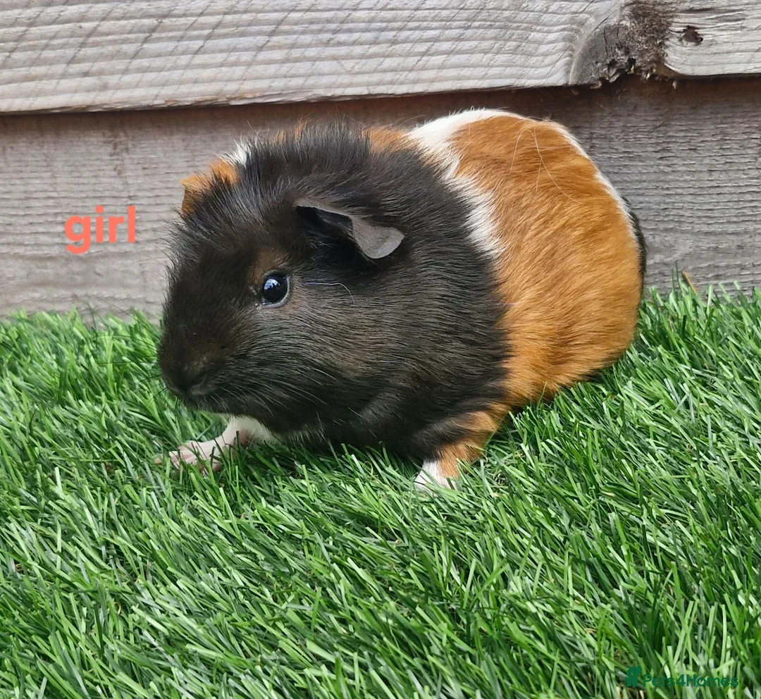 Guinea Pig rodents for sale: 3 beautiful tri guinea pigs - Advert 10