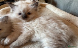 Ragdoll cats for sale: 3 Stunning Ragdoll boys - Image 13