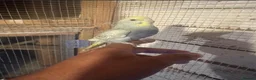 Budgerigars birds for sale: Budgies for sale £40 each collection mk404nn - Advert 16