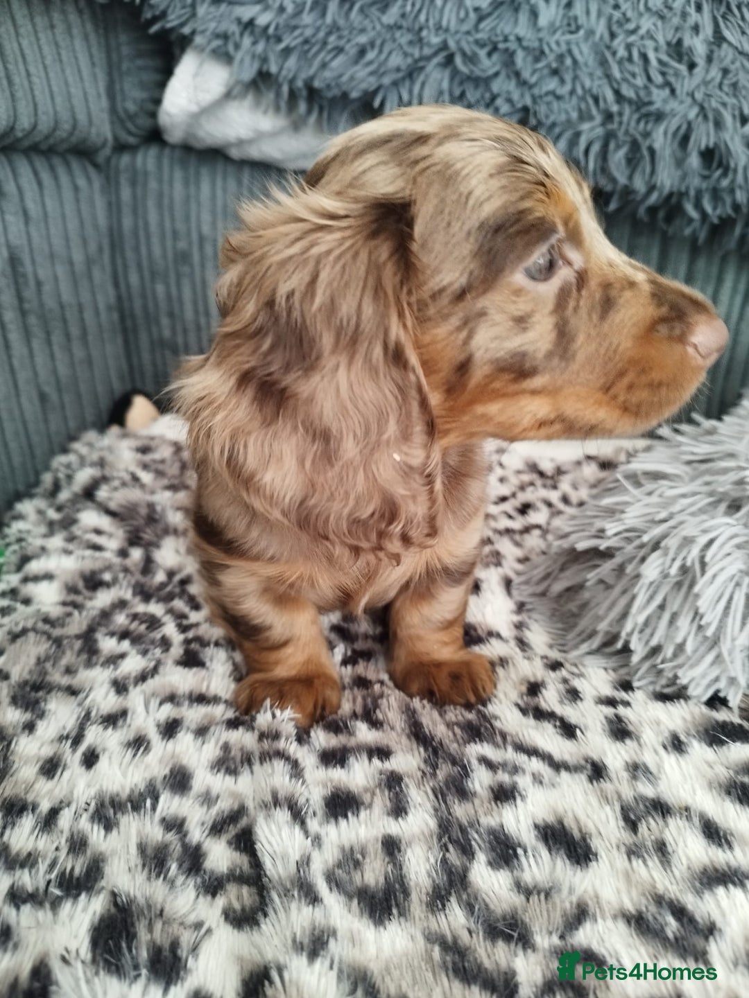 Dachshund dogs for sale: MINIATURE DACHSHUND! - Image 13