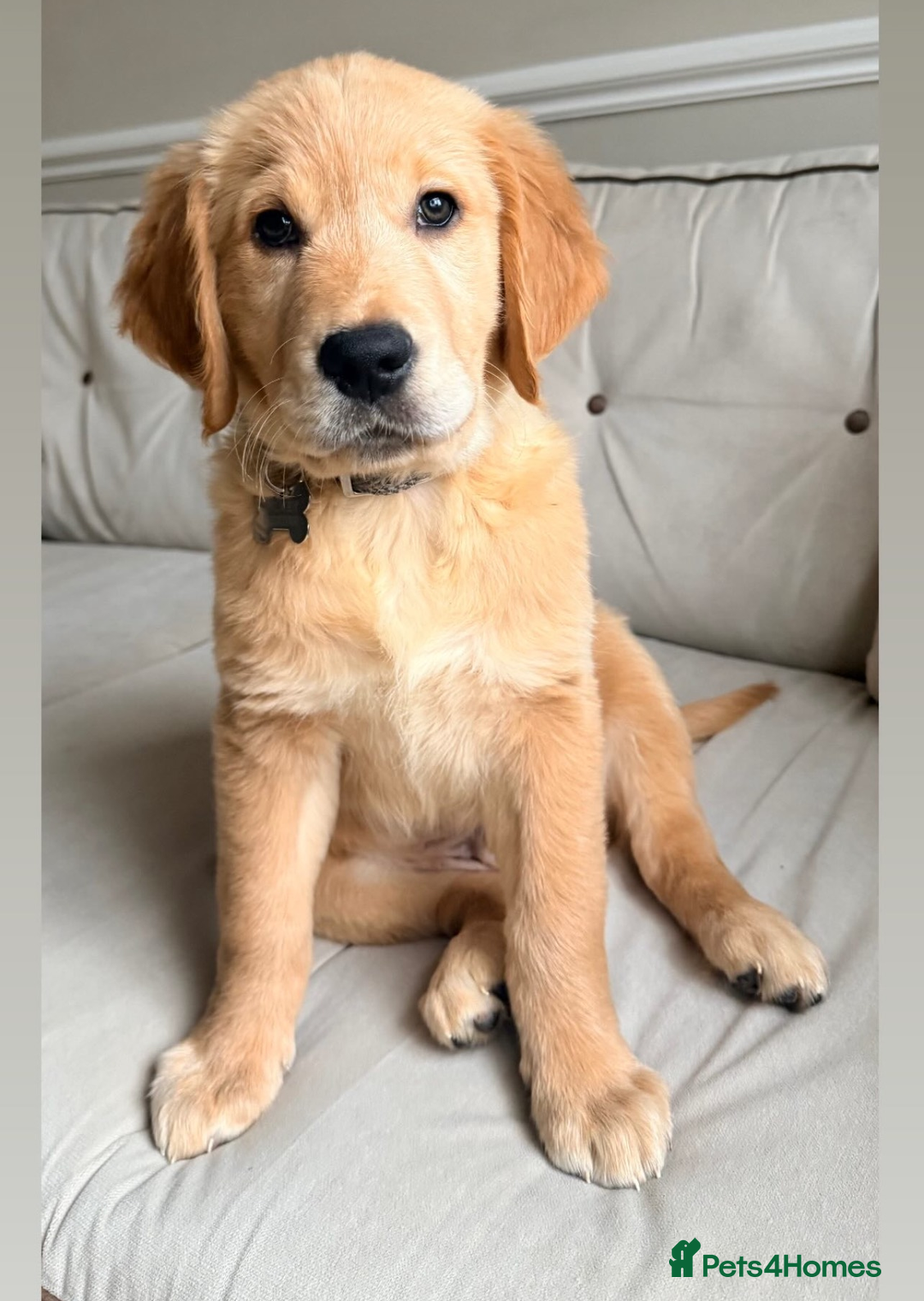 Golden Retriever dogs for sale: Best of Breed Golden Retrievers - Advert 7